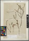 Foto von Salix repens subsp. rosmarinifolia (L.) Andersson